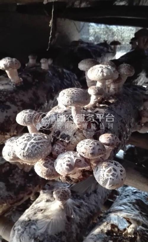 大理使用菌种植专业合作社供应量2吨图1