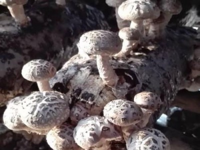 大理使用菌种植专业合作社供应量2吨