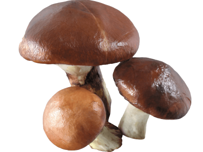 大理使用菌种植专业合作社供应量2吨图2