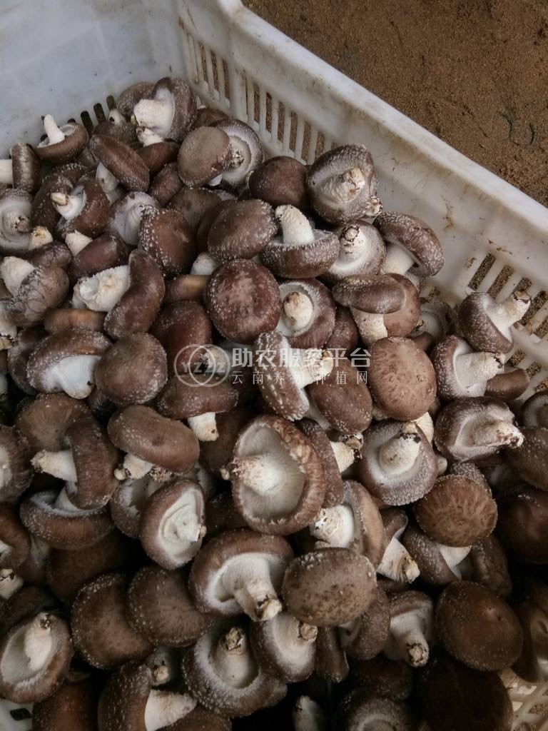大理使用菌种植专业合作社供应量2吨图3