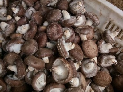 大理使用菌种植专业合作社供应量2吨图3