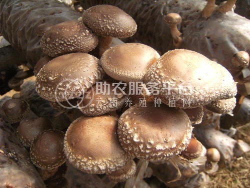 大理使用菌种植专业合作社供应量2吨图4