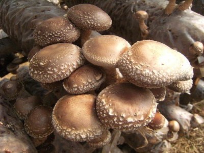 大理使用菌种植专业合作社供应量2吨图4