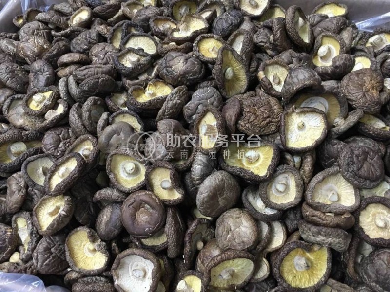 大理使用菌种植专业合作社供应量2吨图5