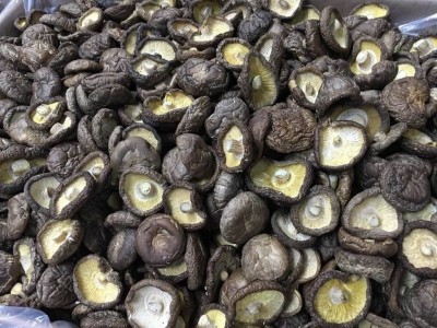 大理使用菌种植专业合作社供应量2吨图5