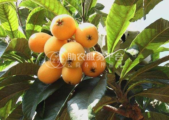 曲靖宣威市枇杷果种植中心 供应量3吨图1