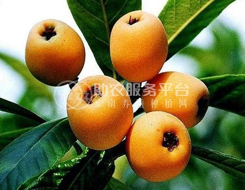 曲靖宣威市枇杷果种植中心 供应量3吨图3