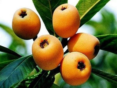 曲靖宣威市枇杷果种植中心 供应量3吨图3