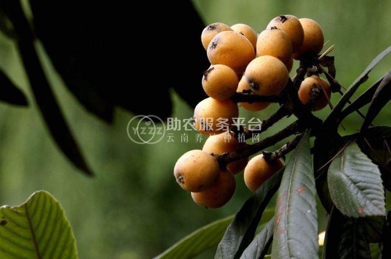 曲靖宣威市枇杷果种植中心 供应量3吨图9