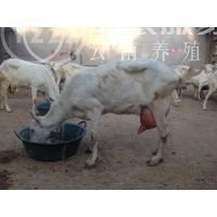 曲靖红行泽棉羊养殖基地   供应量6吨图2