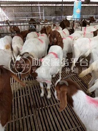 曲靖红行泽棉羊养殖基地   供应量6吨图9