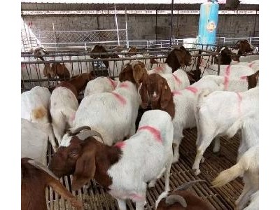 曲靖红行泽棉羊养殖基地   供应量6吨图9