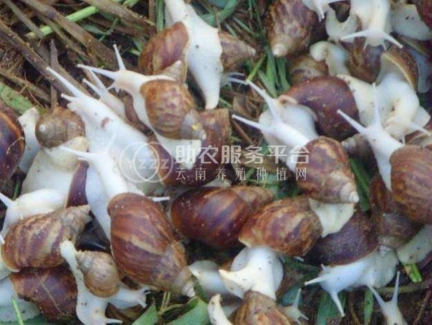 楚雄蜗牛养殖基地供应1吨图4