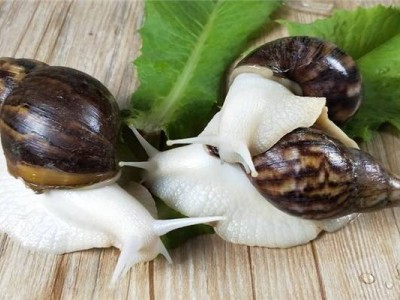 楚雄蜗牛养殖基地供应1吨图5