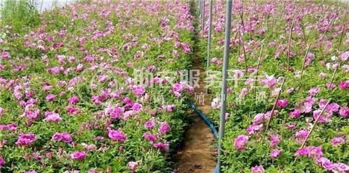 丽江文俊玫瑰花种植基地供应量1吨图1
