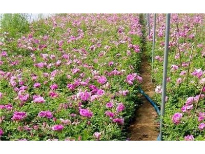丽江文俊玫瑰花种植基地供应量1吨