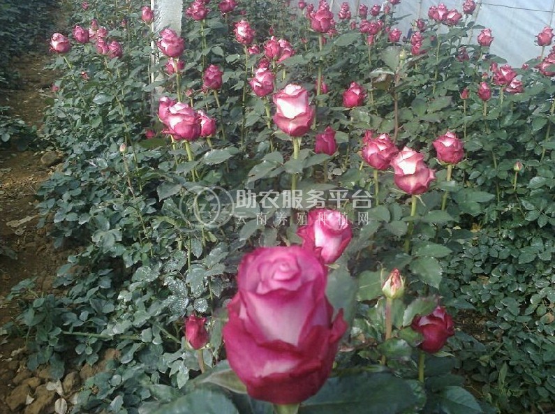 丽江文俊玫瑰花种植基地供应量1吨图2
