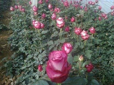 丽江文俊玫瑰花种植基地供应量1吨图2
