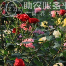 丽江文俊玫瑰花种植基地供应量1吨图3