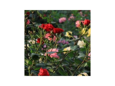 丽江文俊玫瑰花种植基地供应量1吨图3