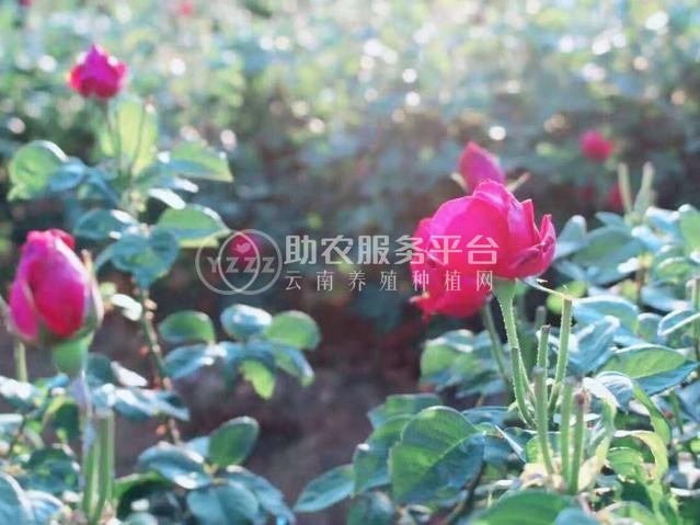 丽江文俊玫瑰花种植基地供应量1吨图4