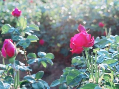 丽江文俊玫瑰花种植基地供应量1吨图4