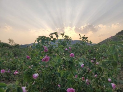丽江文俊玫瑰花种植基地供应量1吨图5
