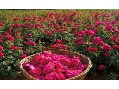 丽江文俊玫瑰花种植基地供应量1吨图6