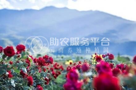 丽江文俊玫瑰花种植基地供应量1吨图7