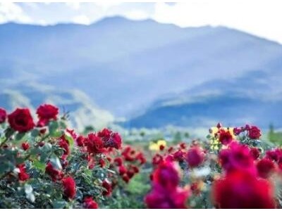 丽江文俊玫瑰花种植基地供应量1吨图7