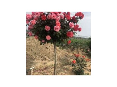 丽江文俊玫瑰花种植基地供应量1吨图9