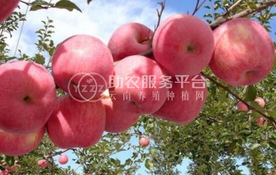 曲靖市麒麟区开发区鹰洋苹果种植基地  供应量15吨图1