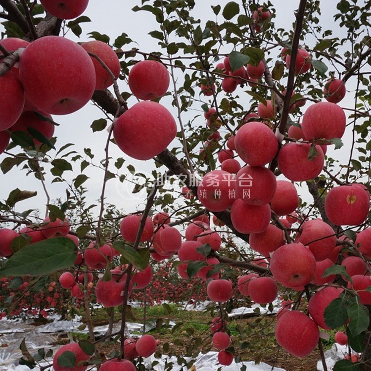 曲靖市麒麟区开发区鹰洋苹果种植基地  供应量15吨图3