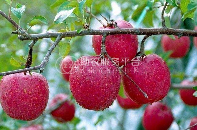曲靖市麒麟区开发区鹰洋苹果种植基地  供应量15吨图2