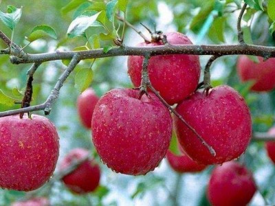 曲靖市麒麟区开发区鹰洋苹果种植基地  供应量15吨图2