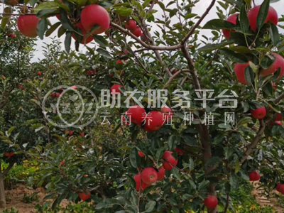 曲靖市麒麟区开发区鹰洋苹果种植基地  供应量15吨图7