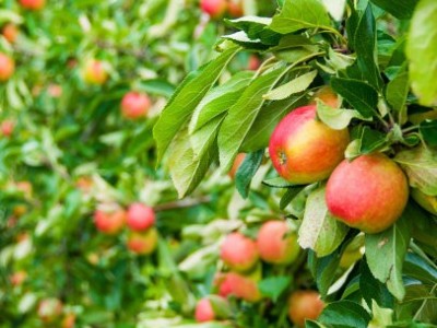 曲靖市麒麟区开发区鹰洋苹果种植基地  供应量15吨图6