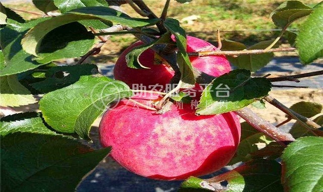 曲靖市麒麟区开发区鹰洋苹果种植基地  供应量15吨图5
