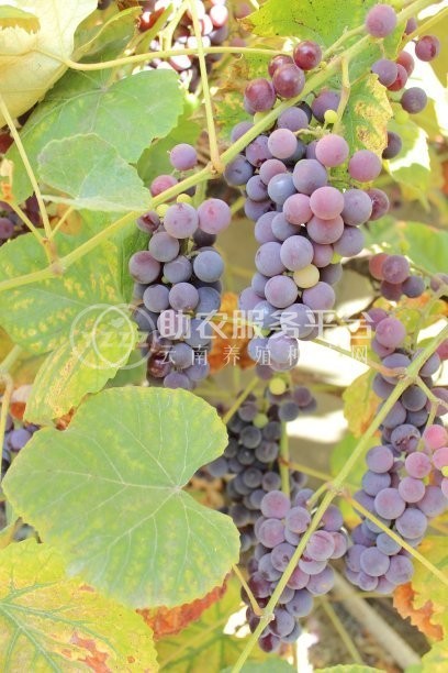 曲靖宣威市宏远葡萄种植中心 供应量5吨图4