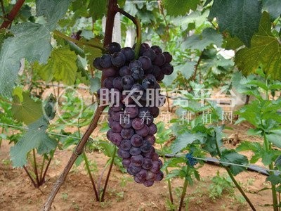 曲靖宣威市宏远葡萄种植中心 供应量5吨图9
