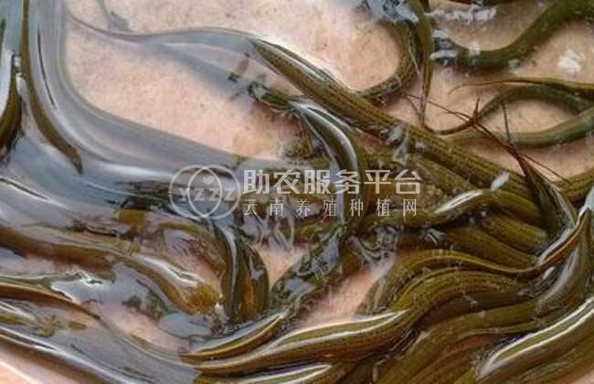 楚雄黄鳝养殖基地供应3吨图1