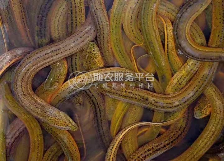 楚雄黄鳝养殖基地供应3吨图3