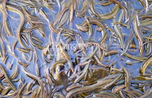 楚雄黄鳝养殖基地供应3吨图4