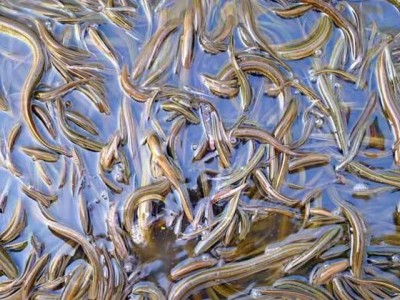楚雄黄鳝养殖基地供应3吨图4