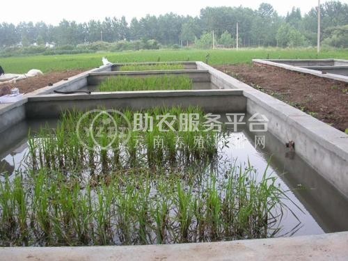 楚雄黄鳝养殖基地供应3吨图5