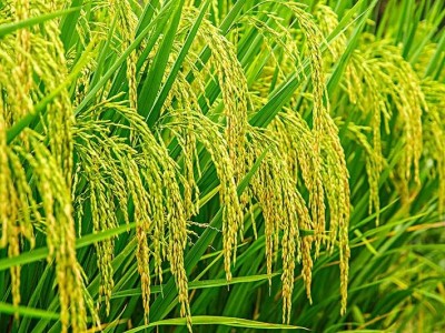 大理市联众水稻种植专业合作社供应量20吨