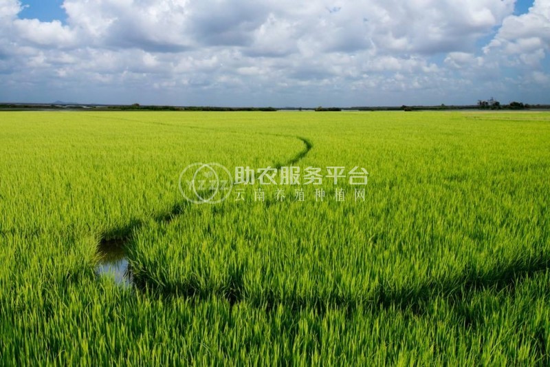 大理市联众水稻种植专业合作社供应量20吨图2