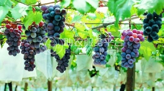 曲靖宣威市宏远葡萄种植中心 供应量5吨图1
