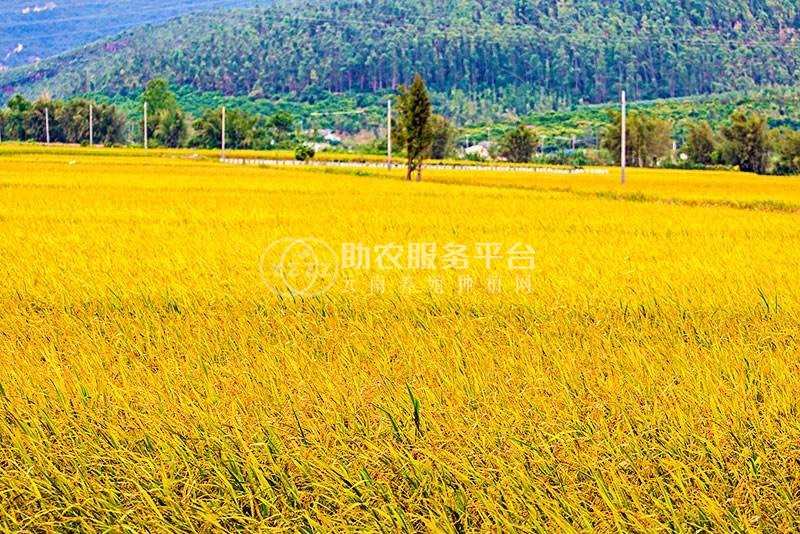 大理市联众水稻种植专业合作社供应量20吨图4