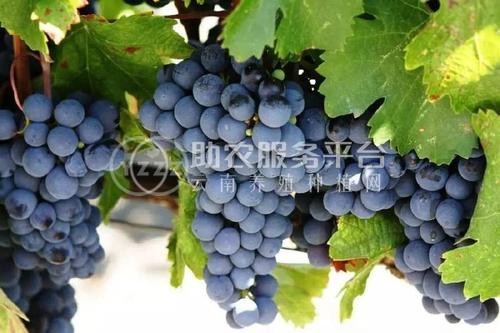 曲靖宣威市宏远葡萄种植中心 供应量5吨图3